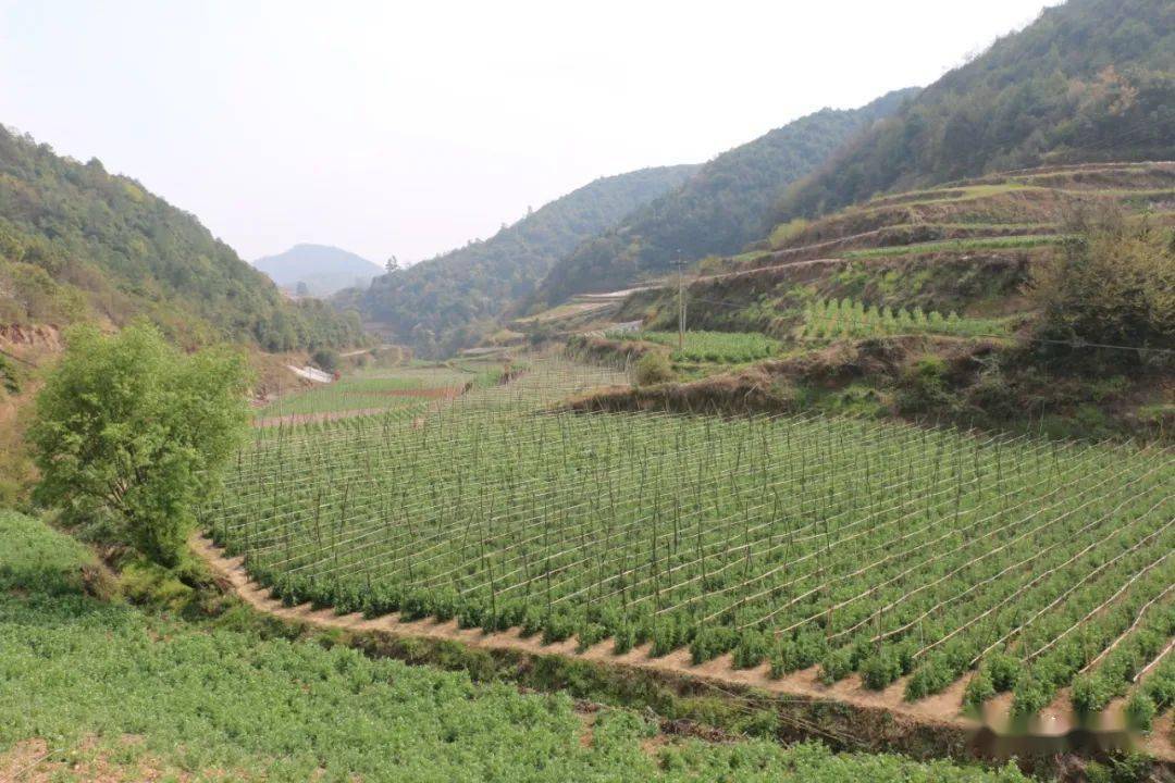 杨林镇践行绿色发展理念打造幸福杨林