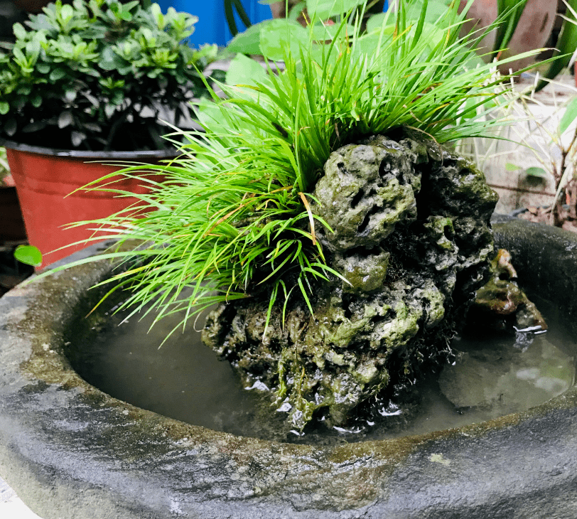 蒲友菖蒲盆景作品欣赏