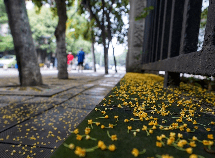 成都300年桂花巷变得徒有其名去老街走走吧