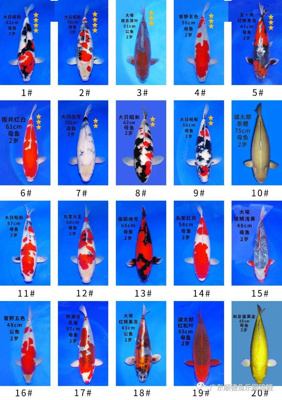 锦鲤26个品种 胆子图片