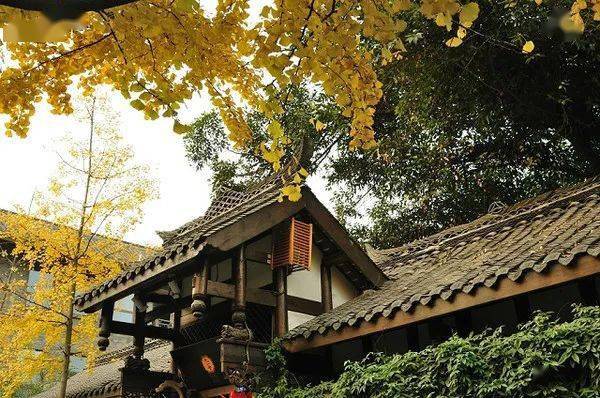 成都300年桂花巷变得"徒有其名"?去老街走走吧