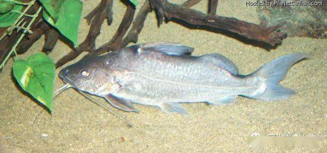 每天认识一种南美鱼96金背东沙鸭嘴