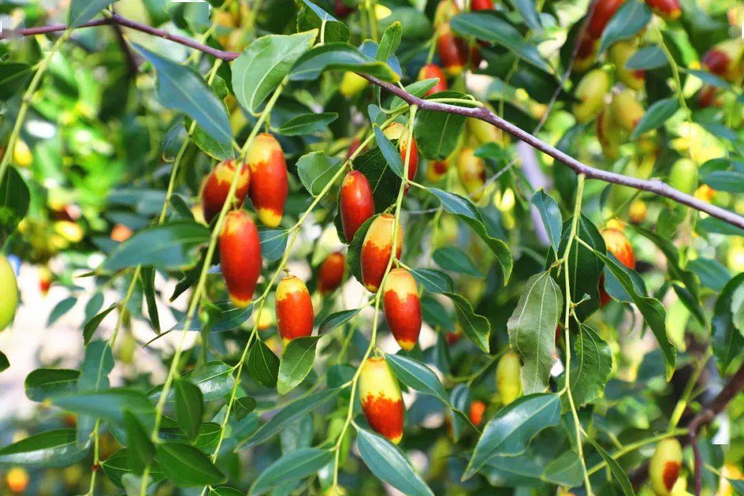 房山皇家贡枣拍了拍你说采摘啦