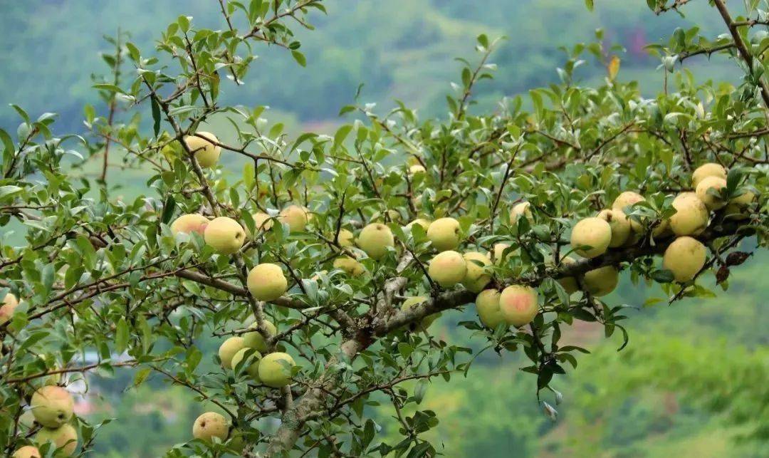 云县酸木瓜,"酸"出一种情怀!_手机搜狐网