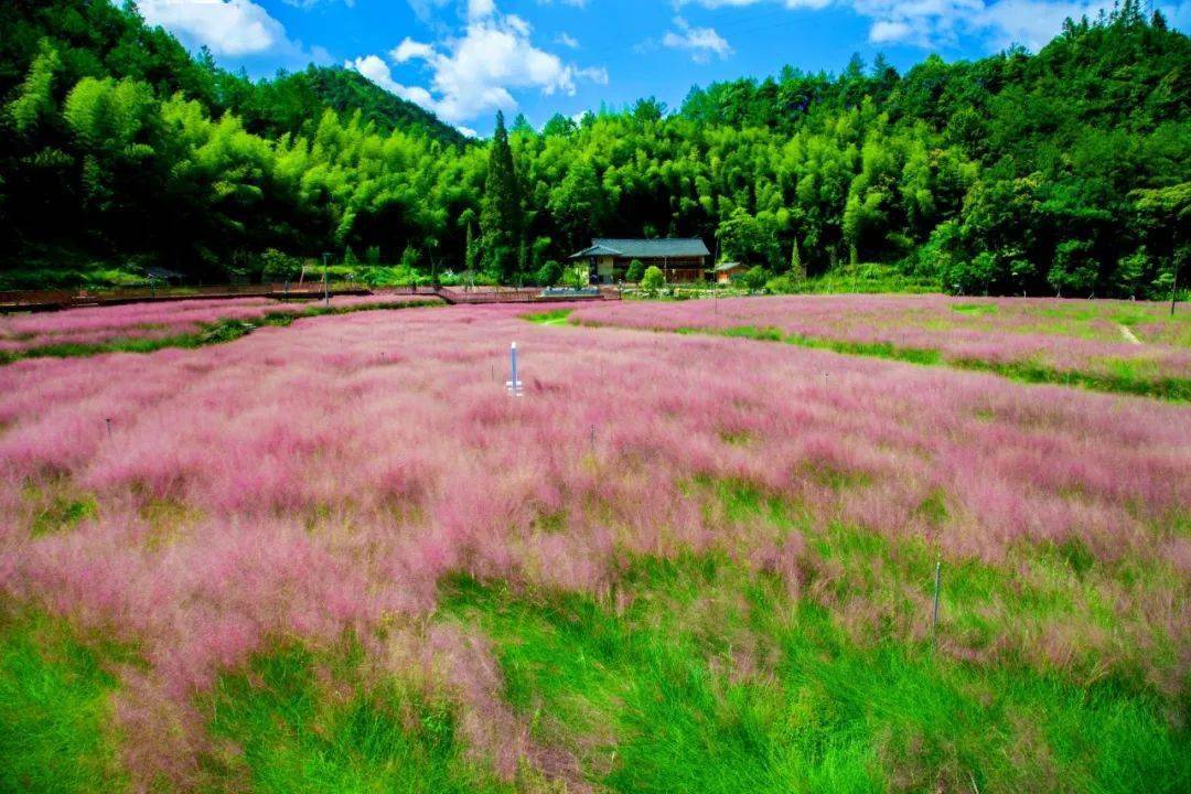 如梦似幻这片3万平方米的粉黛乱子草花海开了