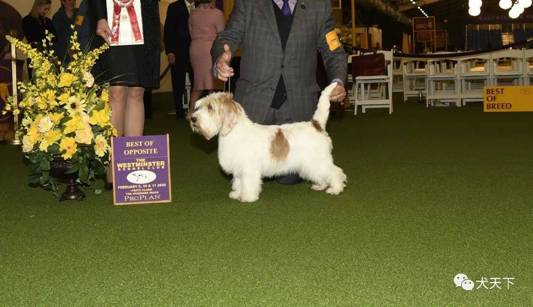 每日一王者kate漂亮出众的美国akc小巴塞特格里芬旺代犬翘楚