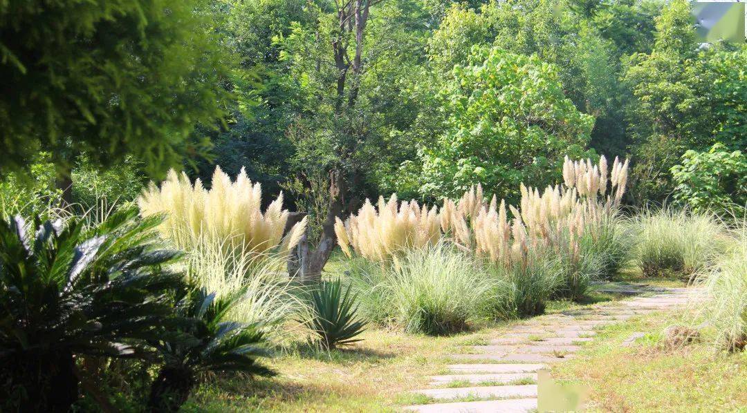 邛海湿地的蒲苇美景私藏了一波惊艳的秋色