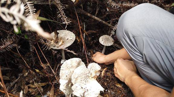 山上发现一堆油麻菌隐藏在荒草中一般人发现不了摘得乐坏了