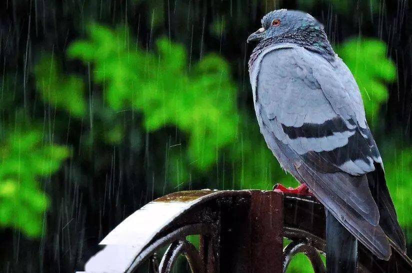 鸽经| 雨天到底该不该家飞和训放?_鸽子