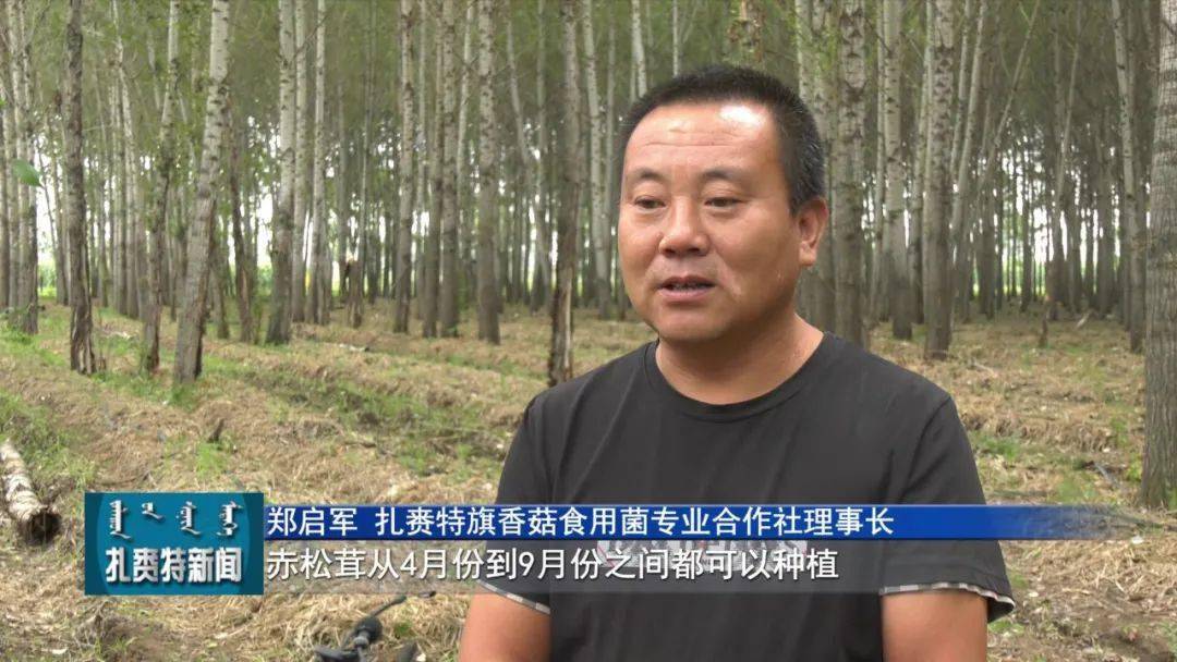 扎赉特旗香菇食用菌专业合作社理事长郑启军说:"赤松茸4月份到9月份