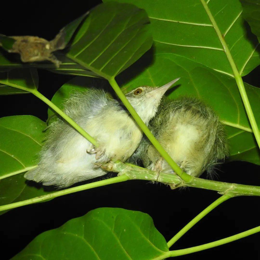 的风野老师最多的一个晚上能发现六十多只白头鹎,四十多只暗绿绣眼鸟