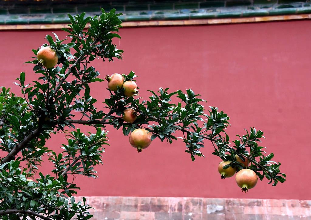 北京:故宫石榴成熟硕果累累秋色美