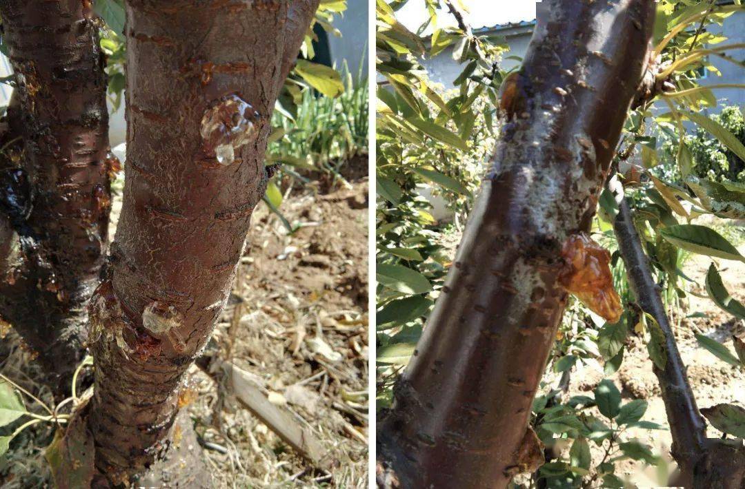 果树流胶的秘密!看懂让树不再哭泣~_手机搜狐网