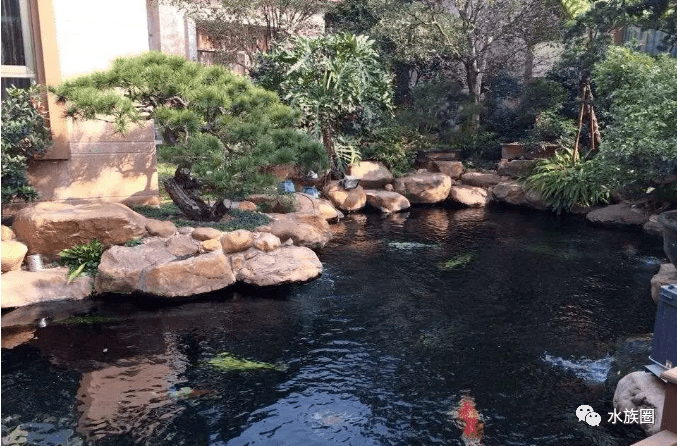 庭院养鱼,我只服这些人,百吨豪华鱼池,历时一年终于建成!