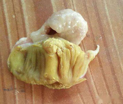 分享丨鸡腺肌胃炎不用怕胃康泰为您分忧