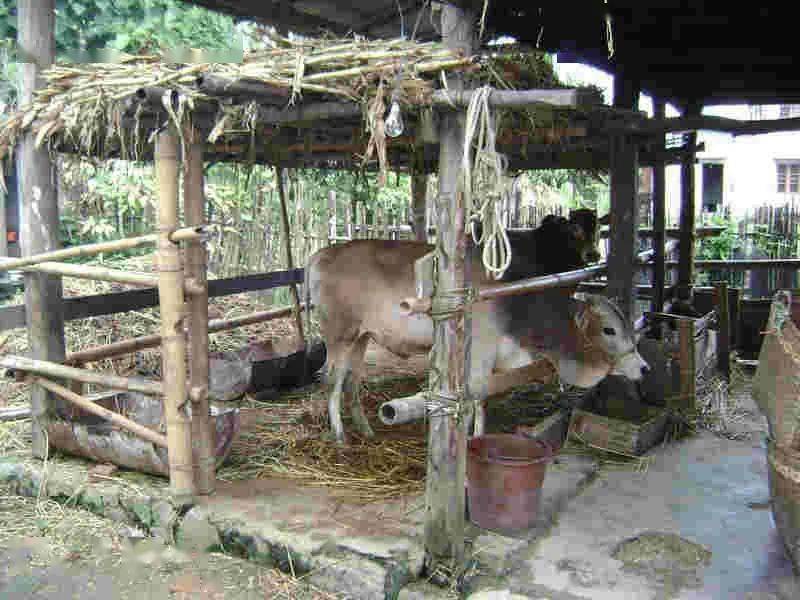 农村半开放式牛棚图片图片