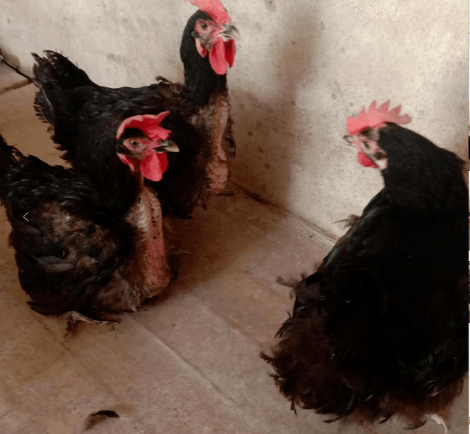 9月12日下午两户监利公司天露黑2老母鸡招标!