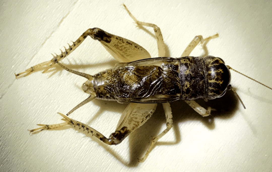 路数之王软绵绵的23路虫王