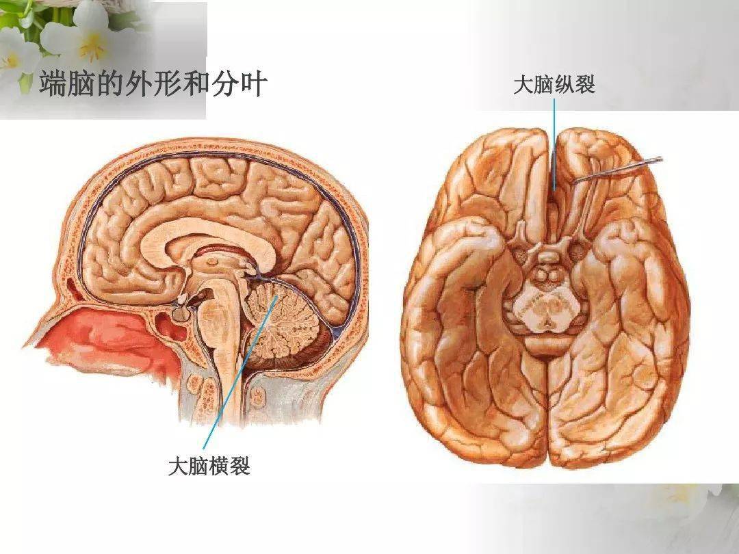 基础额叶结构功能及损伤后表现