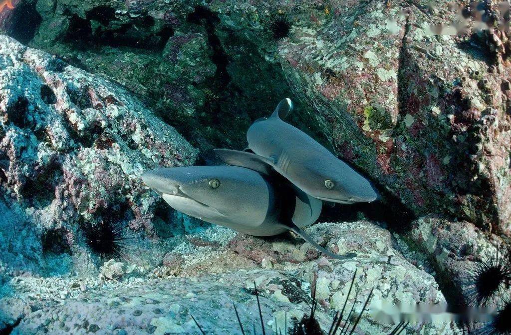 物种图册灰三齿鲨