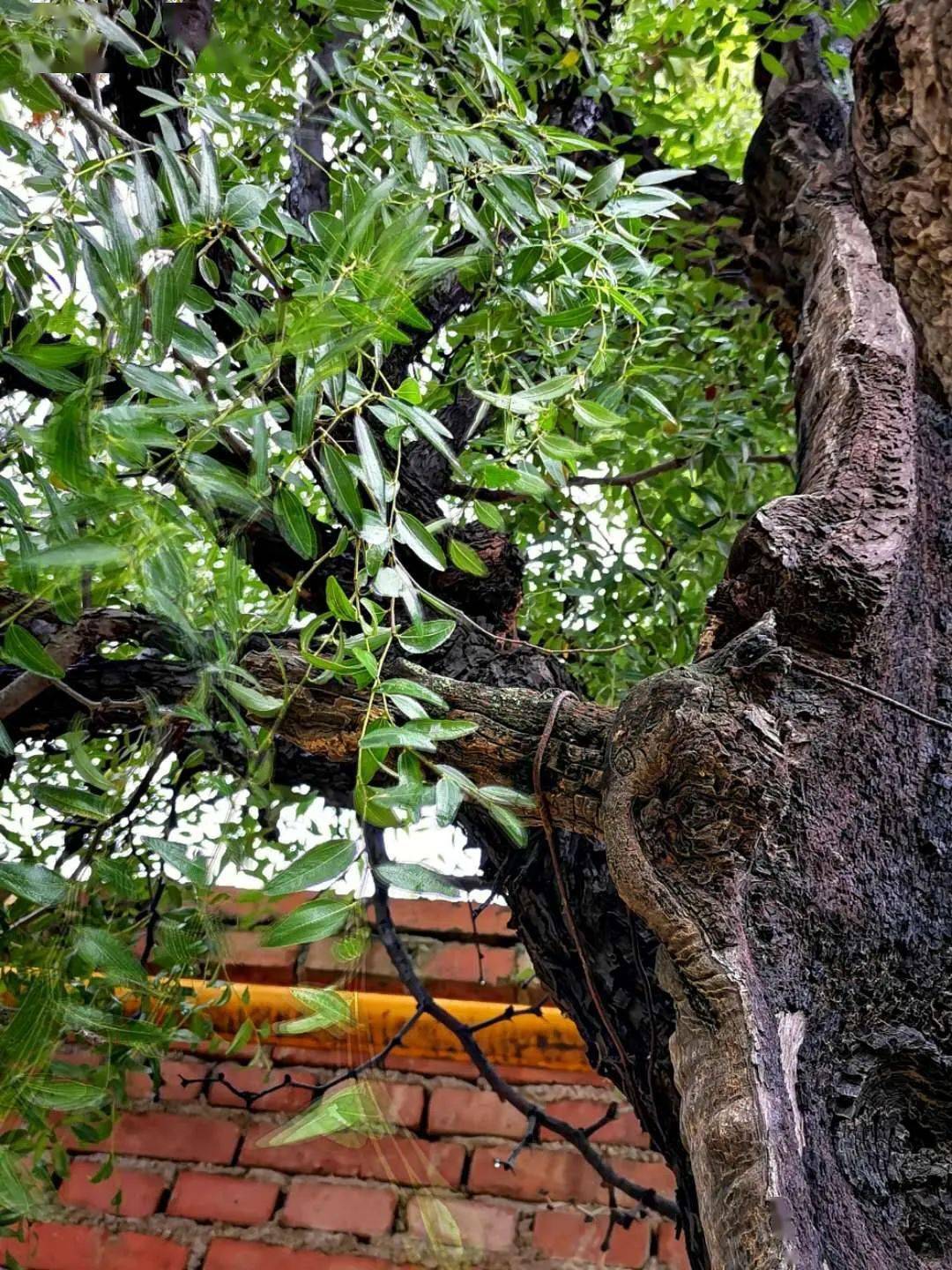 讲述:徐水曲城村有棵千年酸枣树