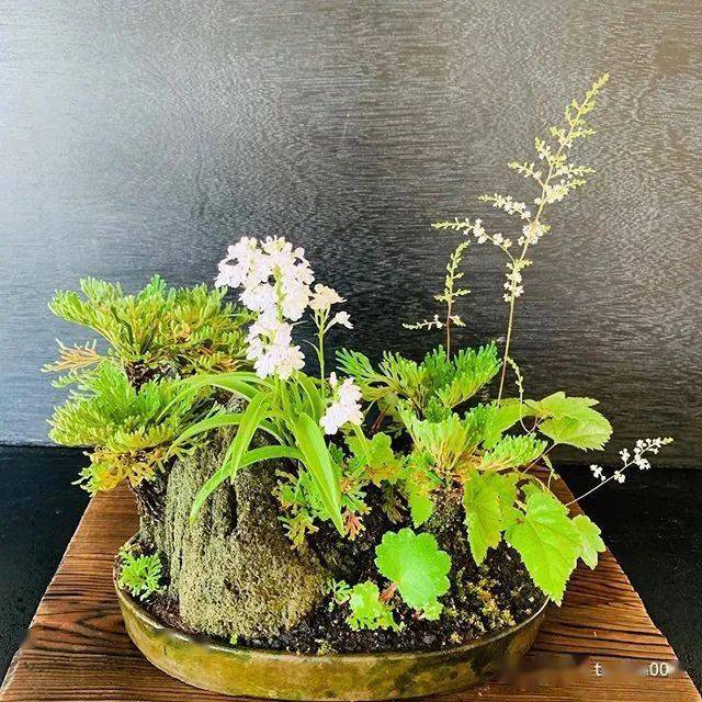 200盆日本极品山野草盆景作品欣赏
