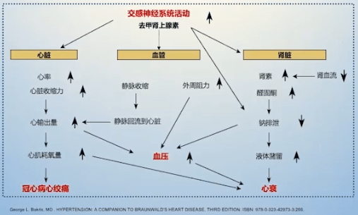 心講座抑制交感神經過度激活在高血壓管理中的重要作用