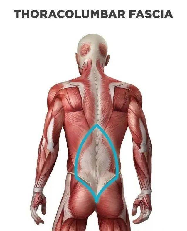 背肌筋膜炎位置图片图片