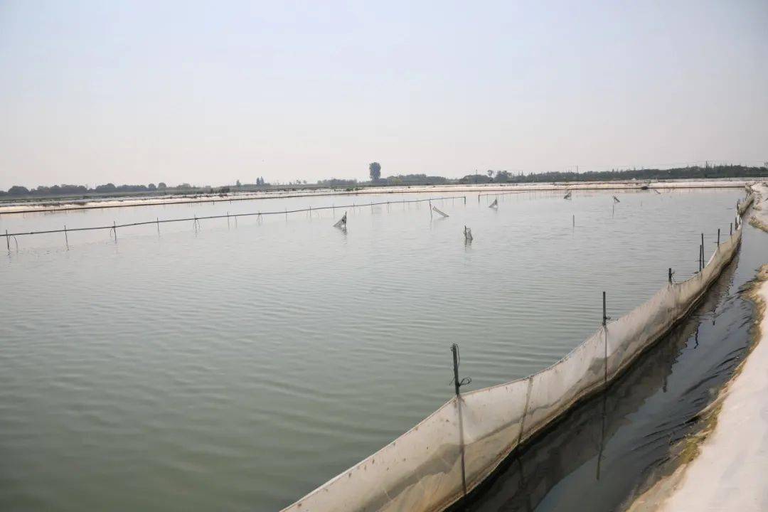 在太湖现代渔业示范园,与何师傅一样的蟹农还有90多户,大家养殖的螃蟹