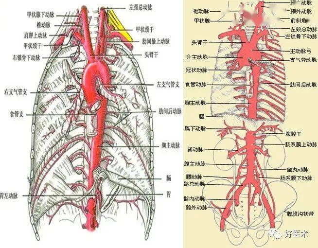 肋间动脉走行解剖图图片