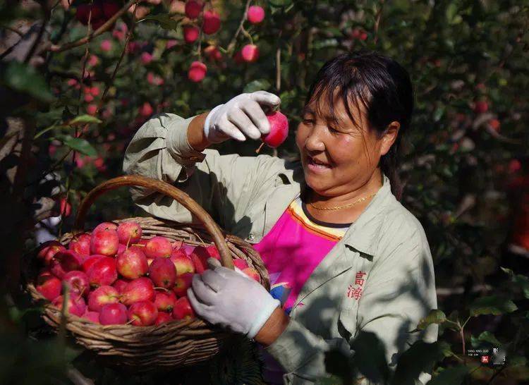 丰满区摄影家协会旺起镇两佳子村鸡心果采摘摄影作品展示一