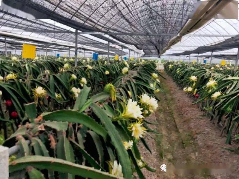 火龙果栽培排式架构改良详解!