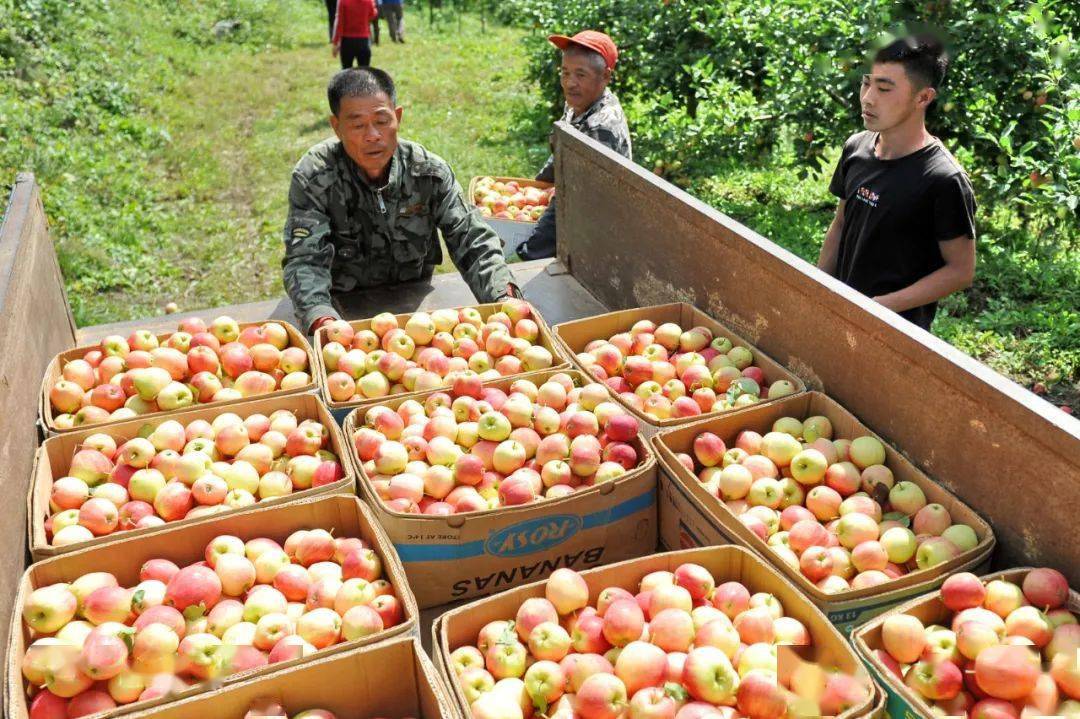 合作社里卖果忙_苹果