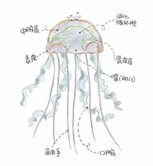 海底生物水母介绍图片