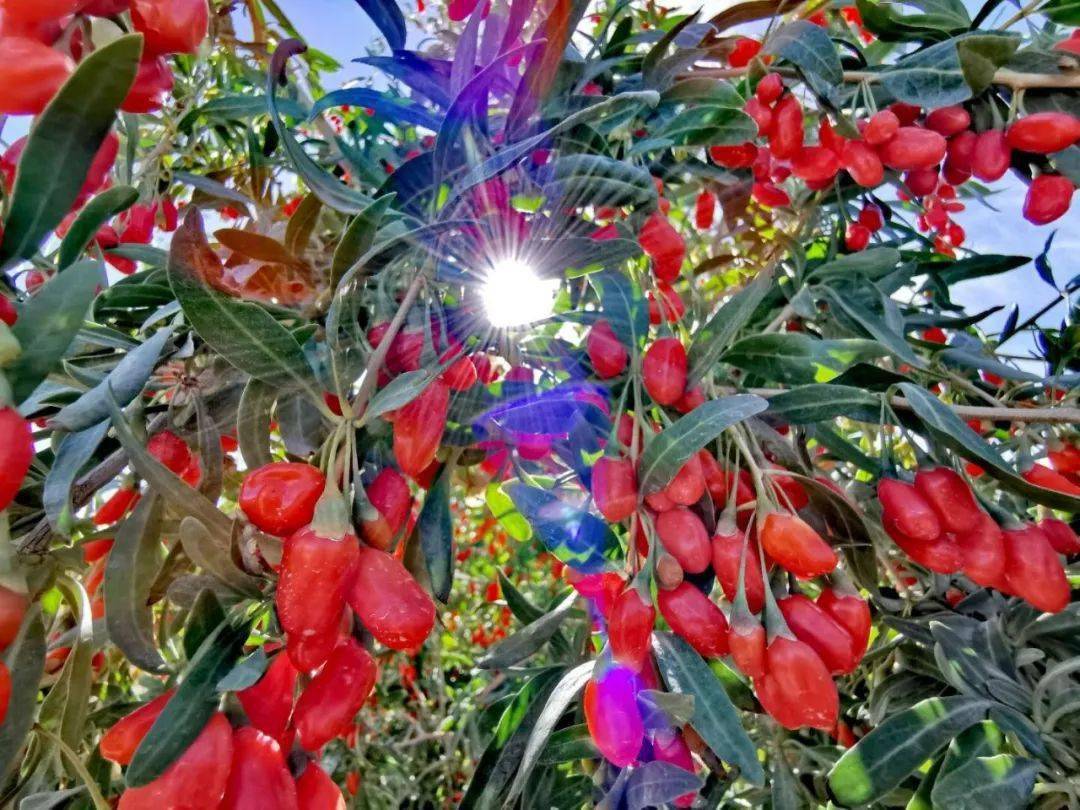 格尔木11万亩枸杞获丰收