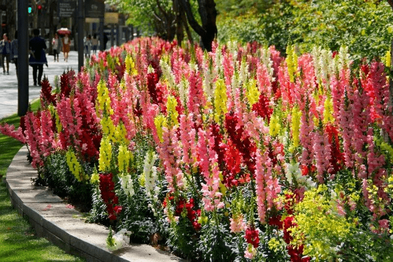 热销推荐丨早春缤纷色彩,金鱼草带你畅游花海