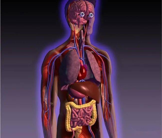 五脏具体位置立体图图片