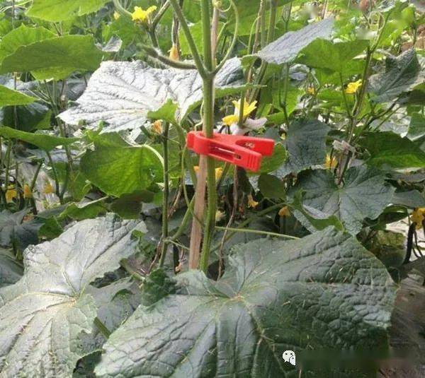 手把手教你给黄瓜吊蔓落蔓