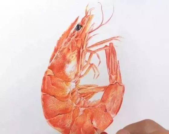 彩铅教程煮熟的虾子还会飞吗教你画一只美味的大虾