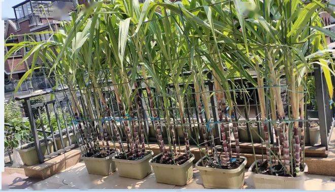 发财了博白有人把甘蔗当盆栽来种广东一老板开口就要3万根