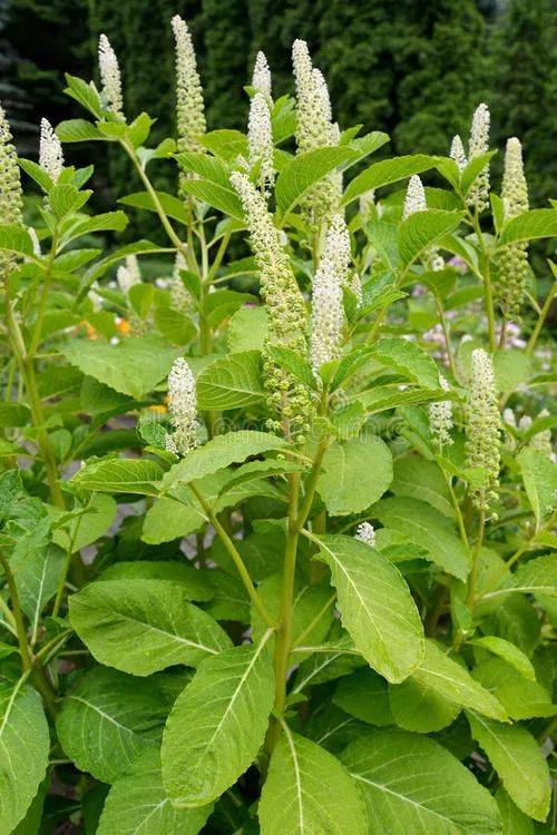 它,一年四季,毒你没商量,伤你不打折!_商陆