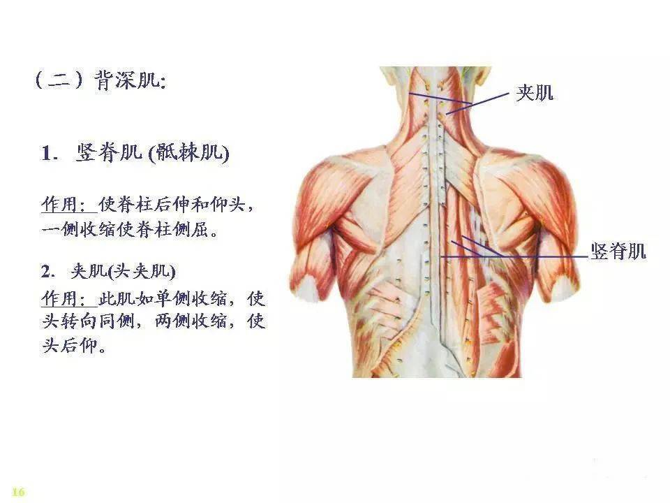 骨骼肌解剖圖