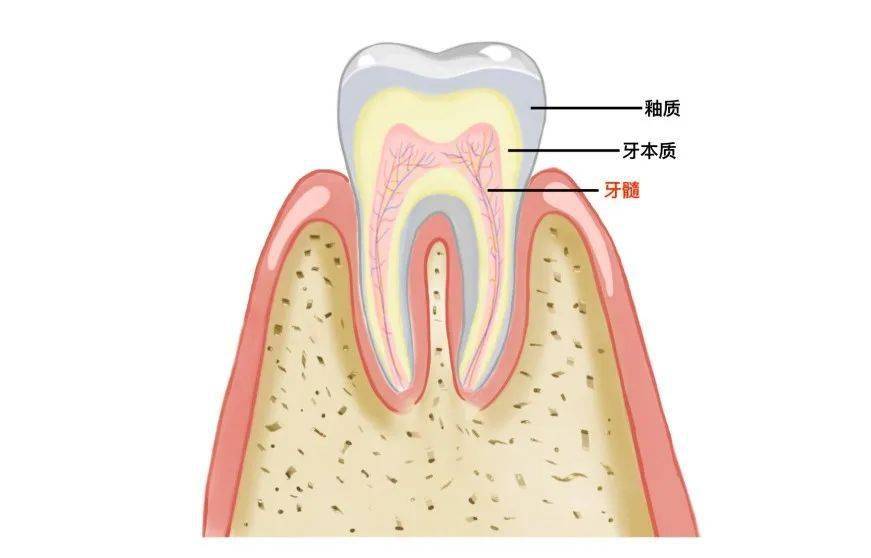 牙齿的构成 结构图图片
