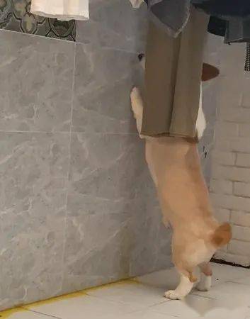 柯基偷学老爸站起来尿尿15秒不间断被网友称赞真男人