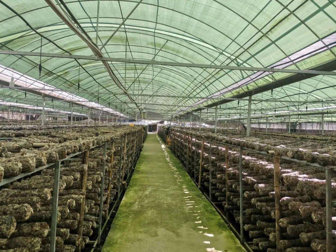 在佛坪县西岔河镇耖家庄村,一座座香菇大棚连成一排,连成了村民眼中的