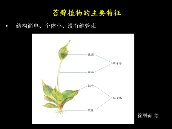 苔藓植物生活史图解图片