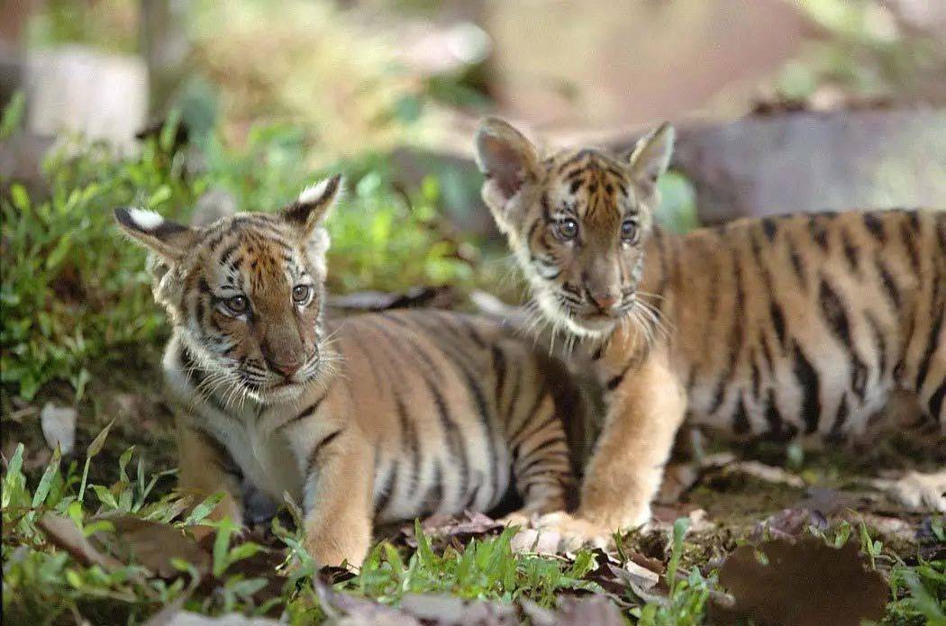 《狼图腾》导演另一力作——《虎兄虎弟》