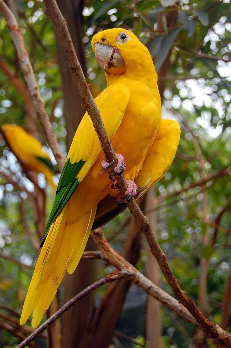 物种图册金黄锥尾鹦鹉