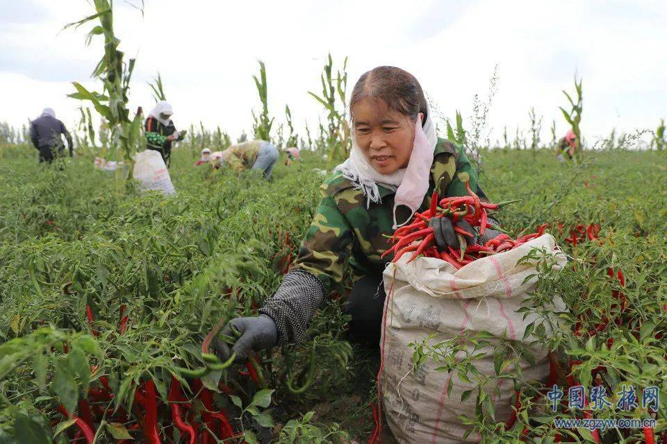 走向我们的小康生活甘州红线椒火了群众生活
