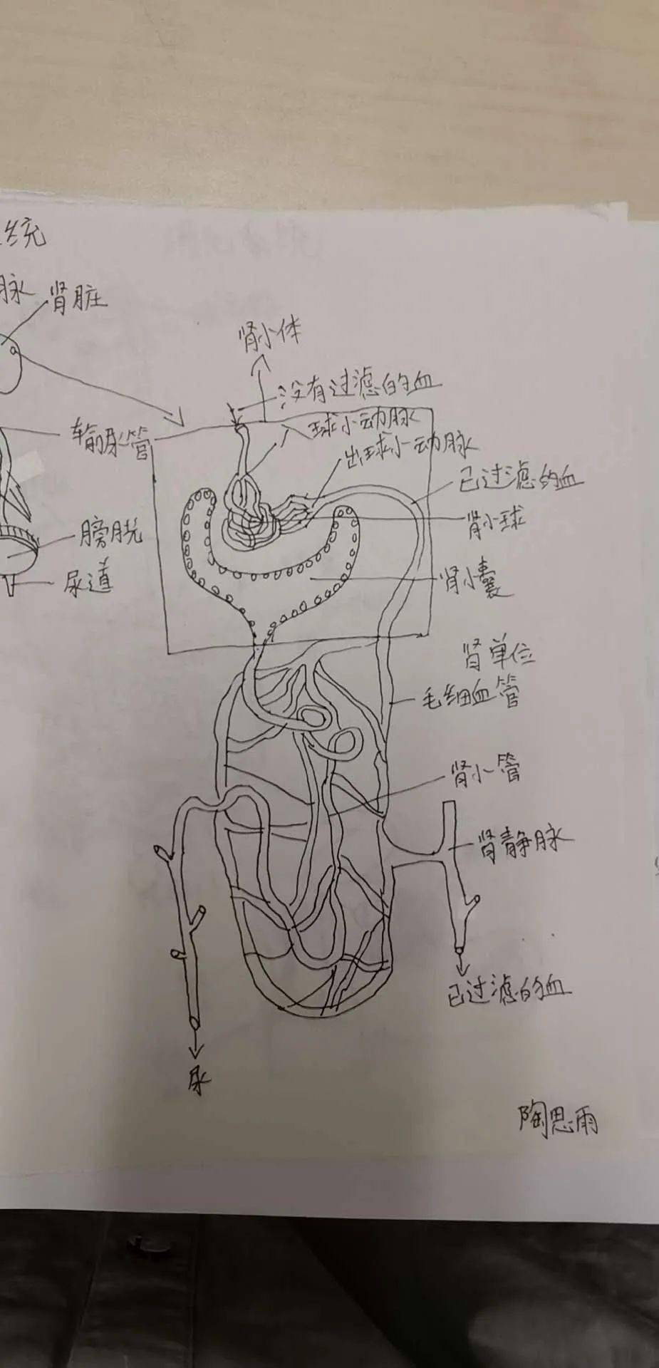 初二生物人体图片